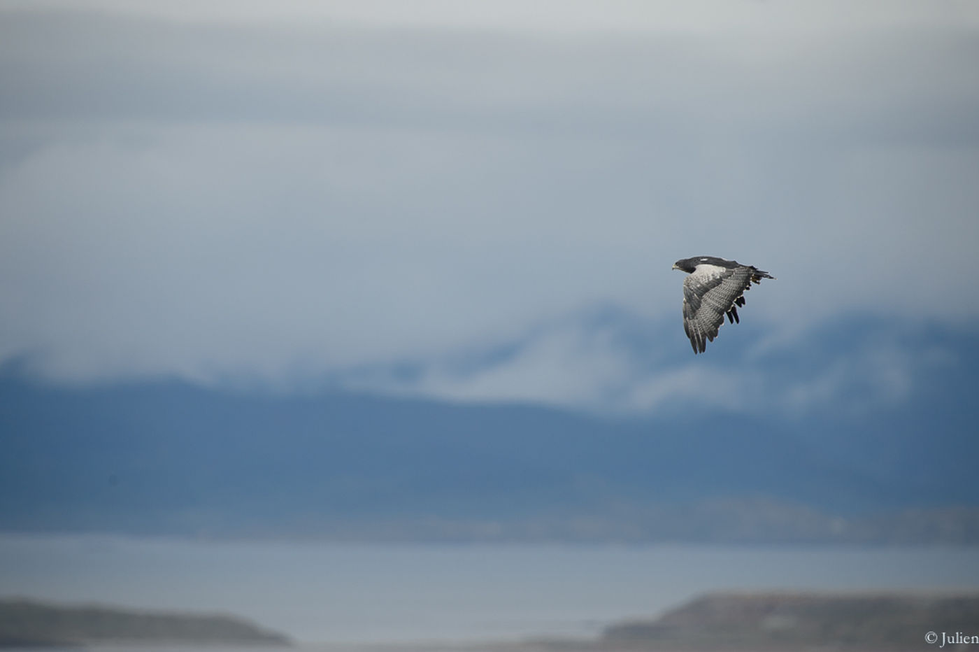 Black-chested buzzard-eagle. © Julien Herremans