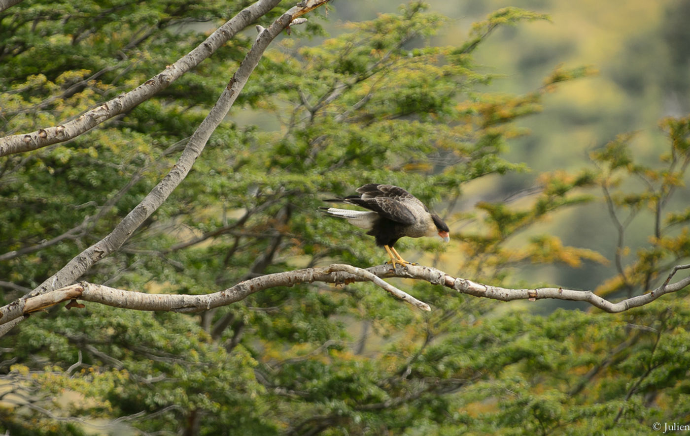 Southern caracara. © Julien Herremans