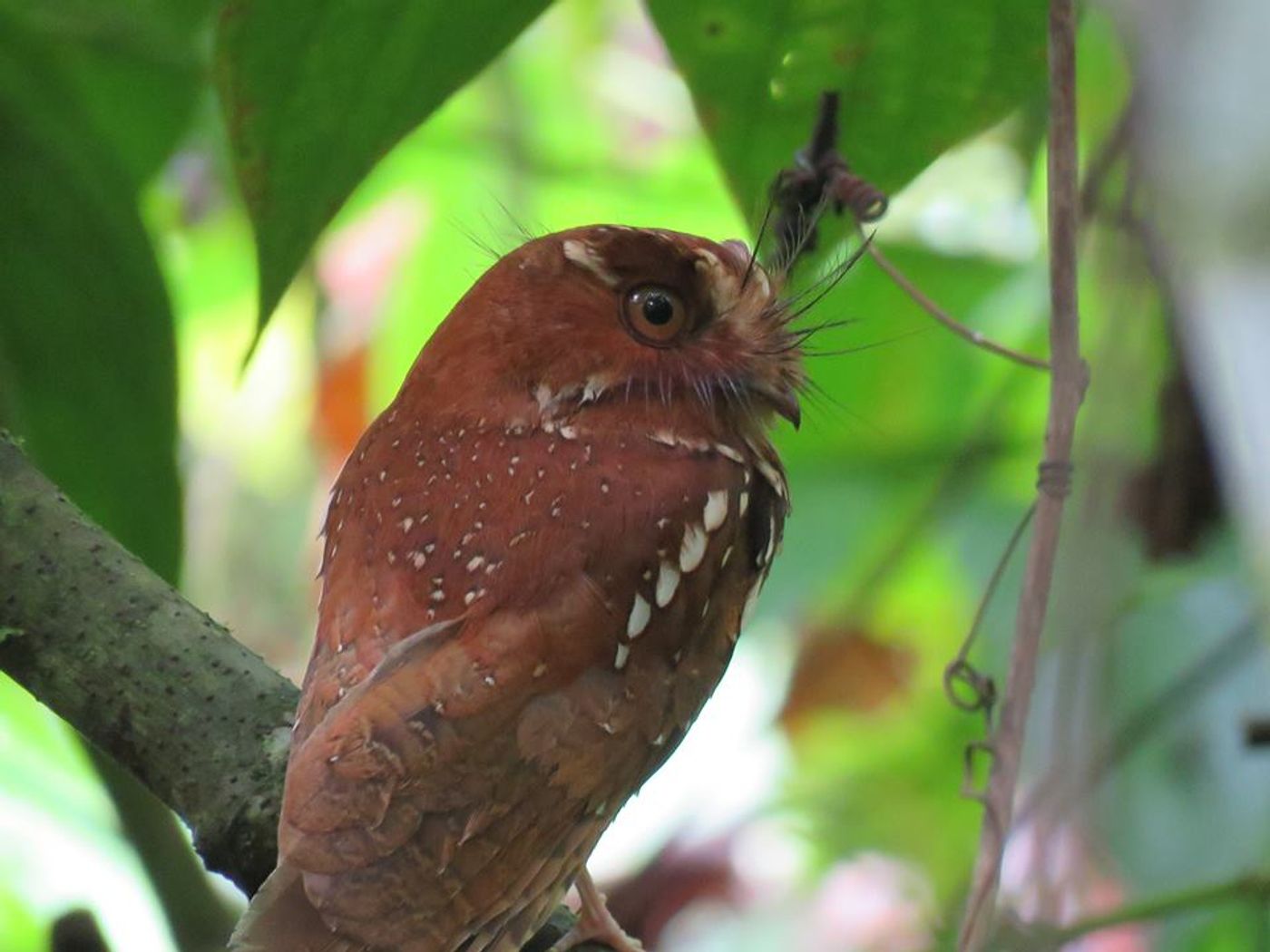 Alexander Brackx - West Papoea Alexander Brackx: Een absoluut topmoment dit jaar: de vogelreis naar West Papoea, enkele weken kunnen vertoeven in machtige jungle, absolute topwaarnemingen (de verscheidene birds of paradise, feline owlet nightjar, Papuan frogmouth, western crowned pigeons, enz...). Wat een zalig avontuur! Bedankt: STARLING, Geert Beckers, Mehd Halaouate en de medereizigers! © Alexander Brackx