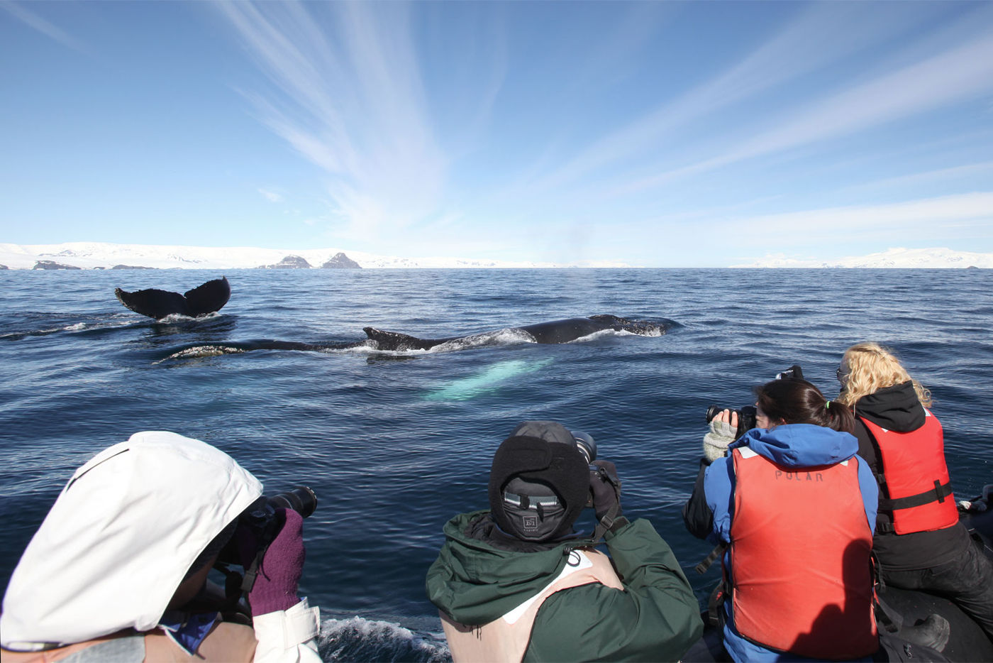 Antarctica_humpbackwhale_CES