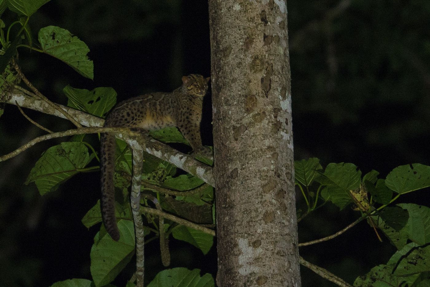 STARLING-moment nummer 3: moeilijk een hoogtepunt kiezen uit de lijst van hoogtepunten van Borneo ... maar voor deze marbled cat heb ik toch even een vreugdedansje gedaan! © Billy Herman