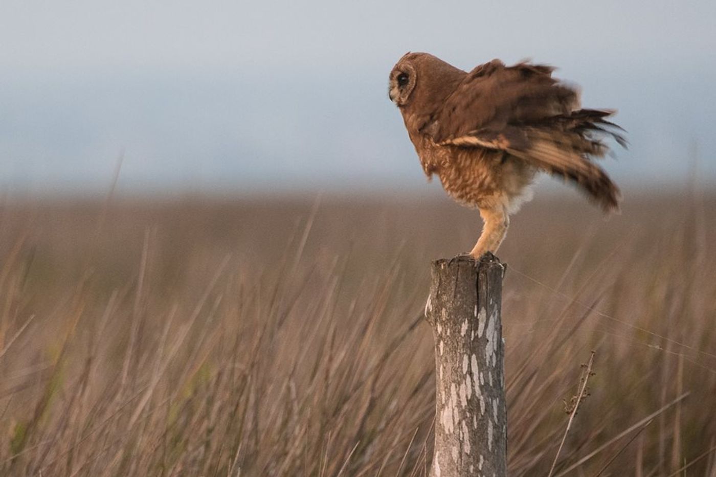 STARLING-moment nummer 1: vogelreis door Marokko, van zuid naar noord, een unieke formule en uniek concept! Als gids een uitdagende trip met wat autopech, inbeslagname van walkie talkies, ... Maar, de reis zelf loopt gesmeerd en de deelnemers hebben nergens last van gehad. De soortenlijst bouwt enorm op en de verwachtingen zijn hoog, heel hoog. In ons bijna laatste gebied een van de hoofdvogels zoeken. Na wat omzwervingen is het raak! Bam, Afrikaanse velduil. De vogel voert voor ons een persoonlijk showtje op, heerlijk. © Billy Herman