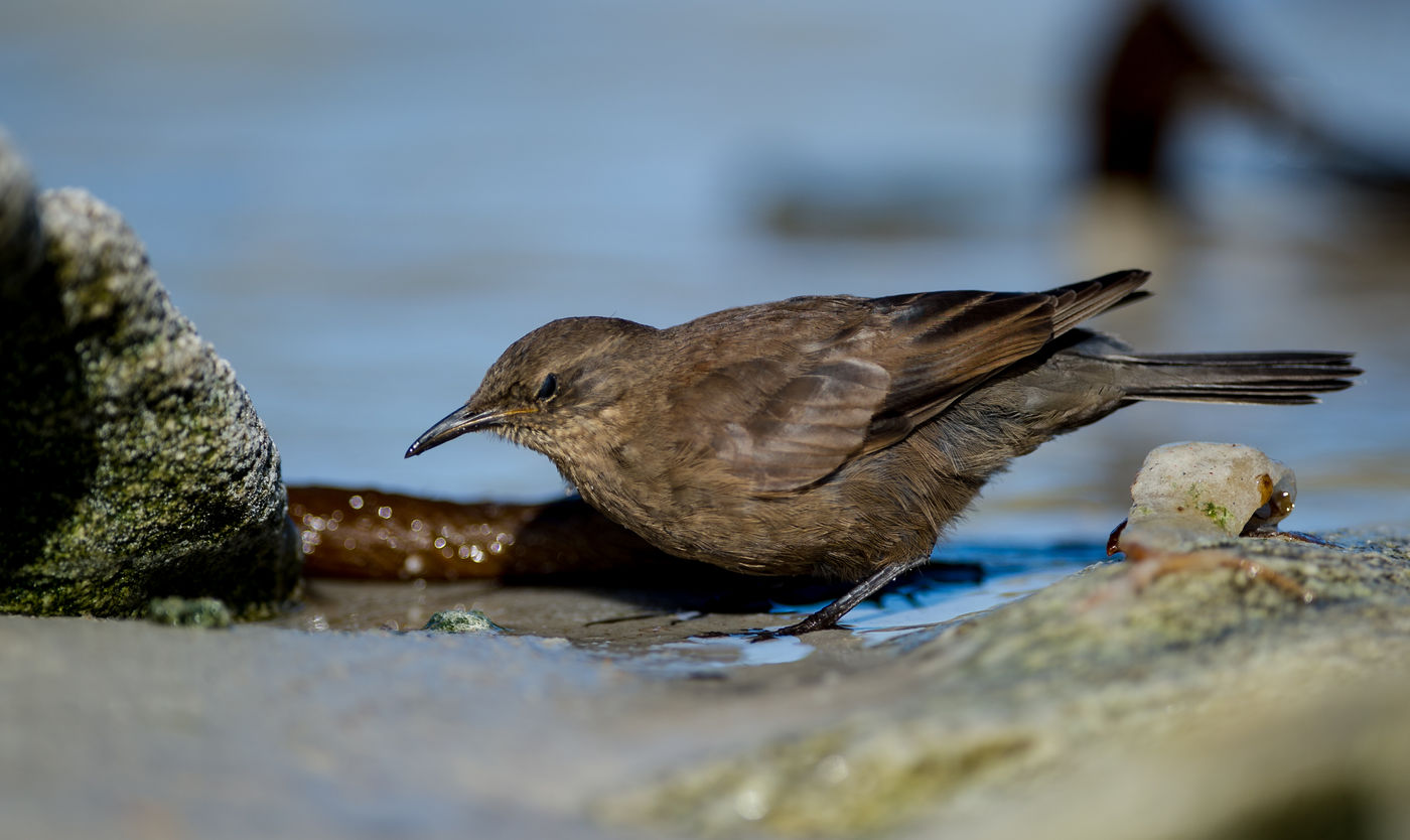 Blackish cinclodes. © Bård Øyvind Bredesen