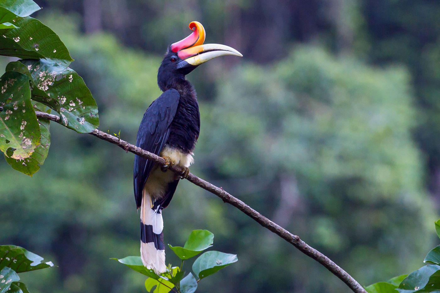 Nathalie Vdd: Onder de indruk van de statige bewegingen van deze schoonheden op Borneo. © Billy Herman