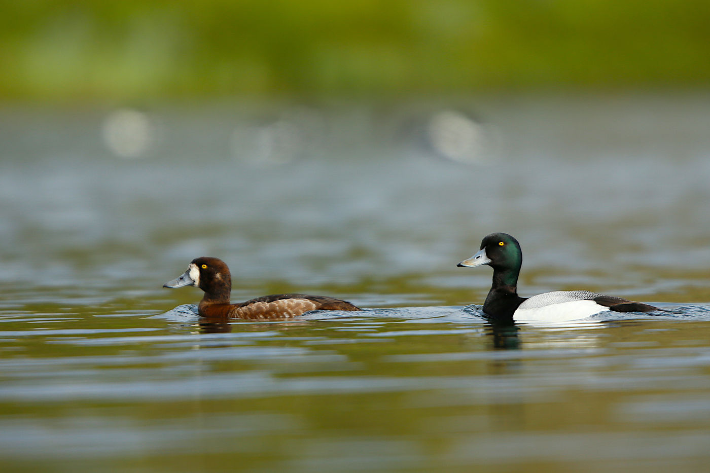 _D4P0120 © Johan Verbanck