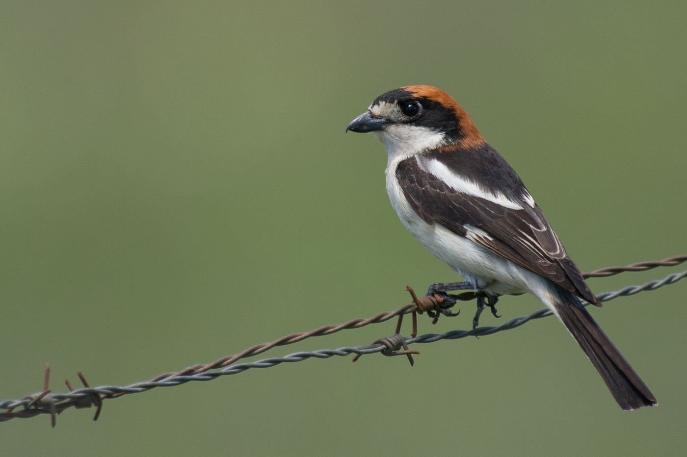 Een roodkopklauwier. © David 'Billy' Herman