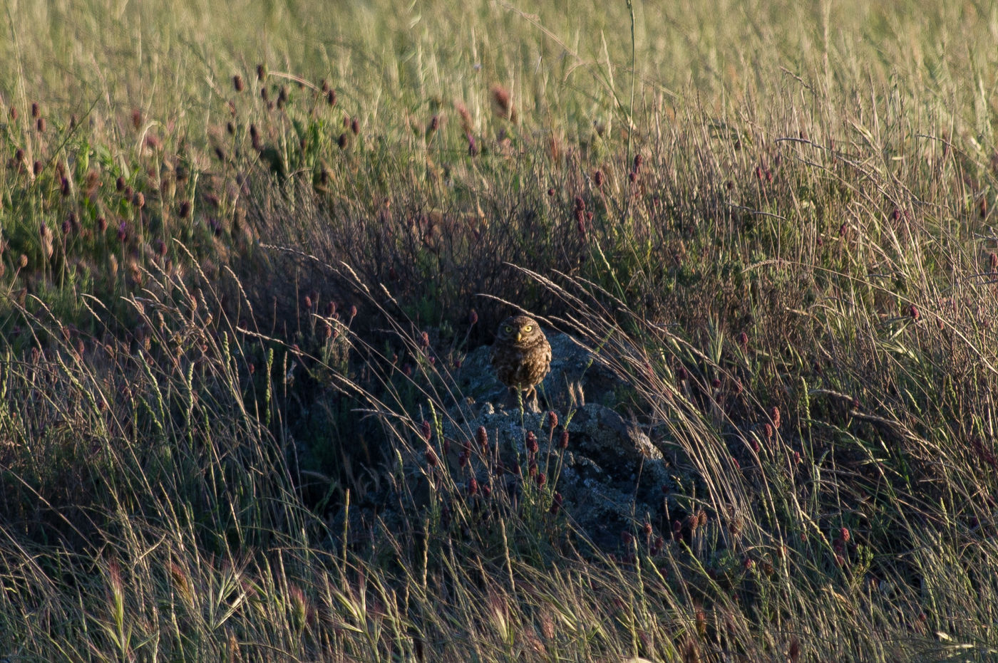 Een steenuiltje in zijn habitat. © David 'Billy' Herman