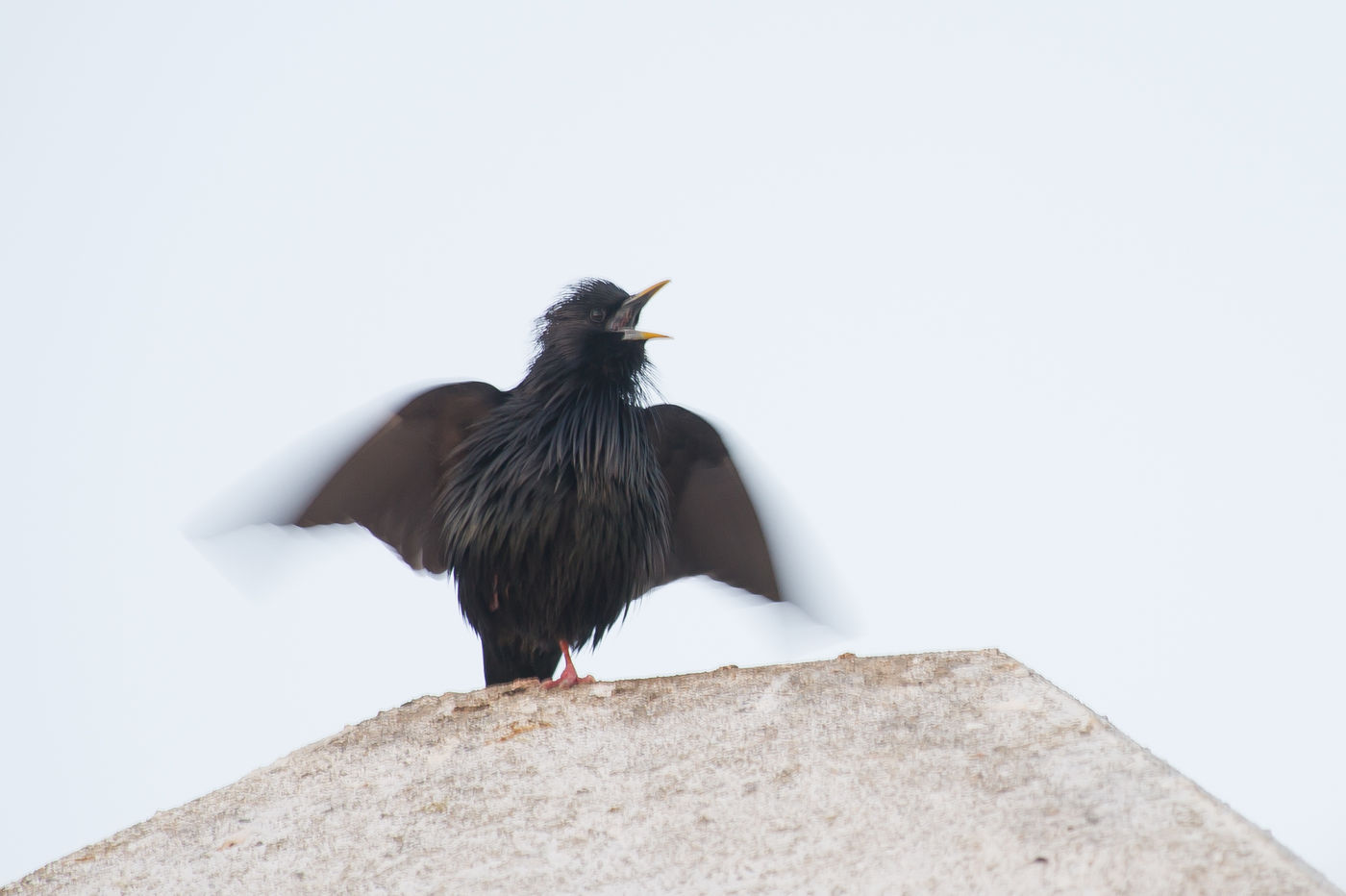 Een éénpotige zwarte spreeuw zingt z'n laatste lied. © David 'Billy' Herman