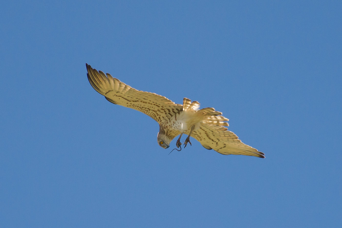 Een slangenarend met prooi was een van de hoogtepunten van de reis. © David 'Billy' Herman