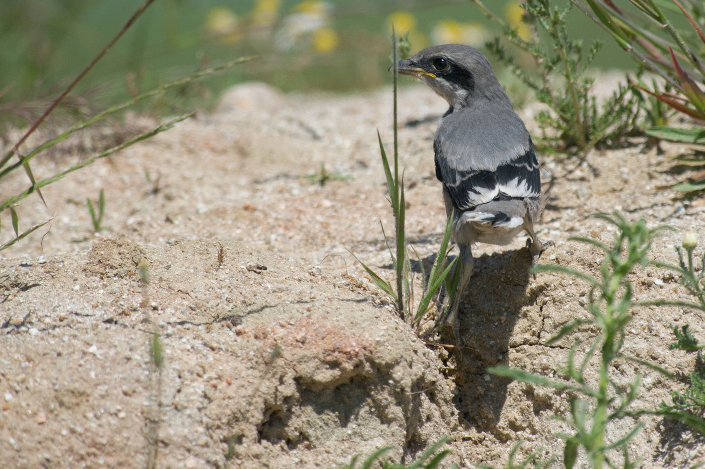 Een jonge Iberische klapekster. © David 'Billy' Herman