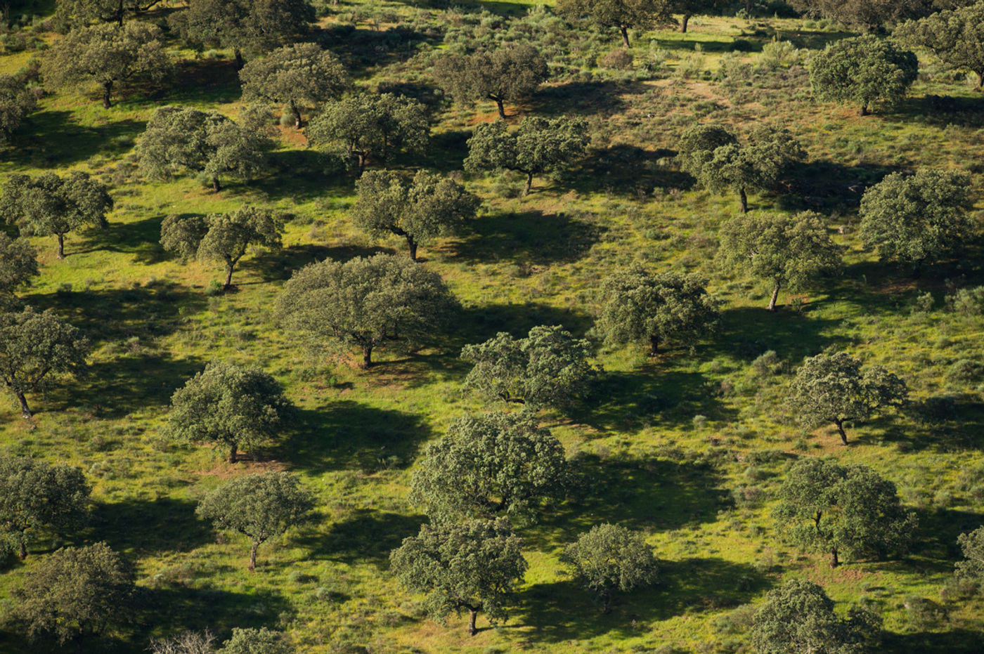 Dehesa is het typische habitat van Extremadura. © David 'Billy' Herman