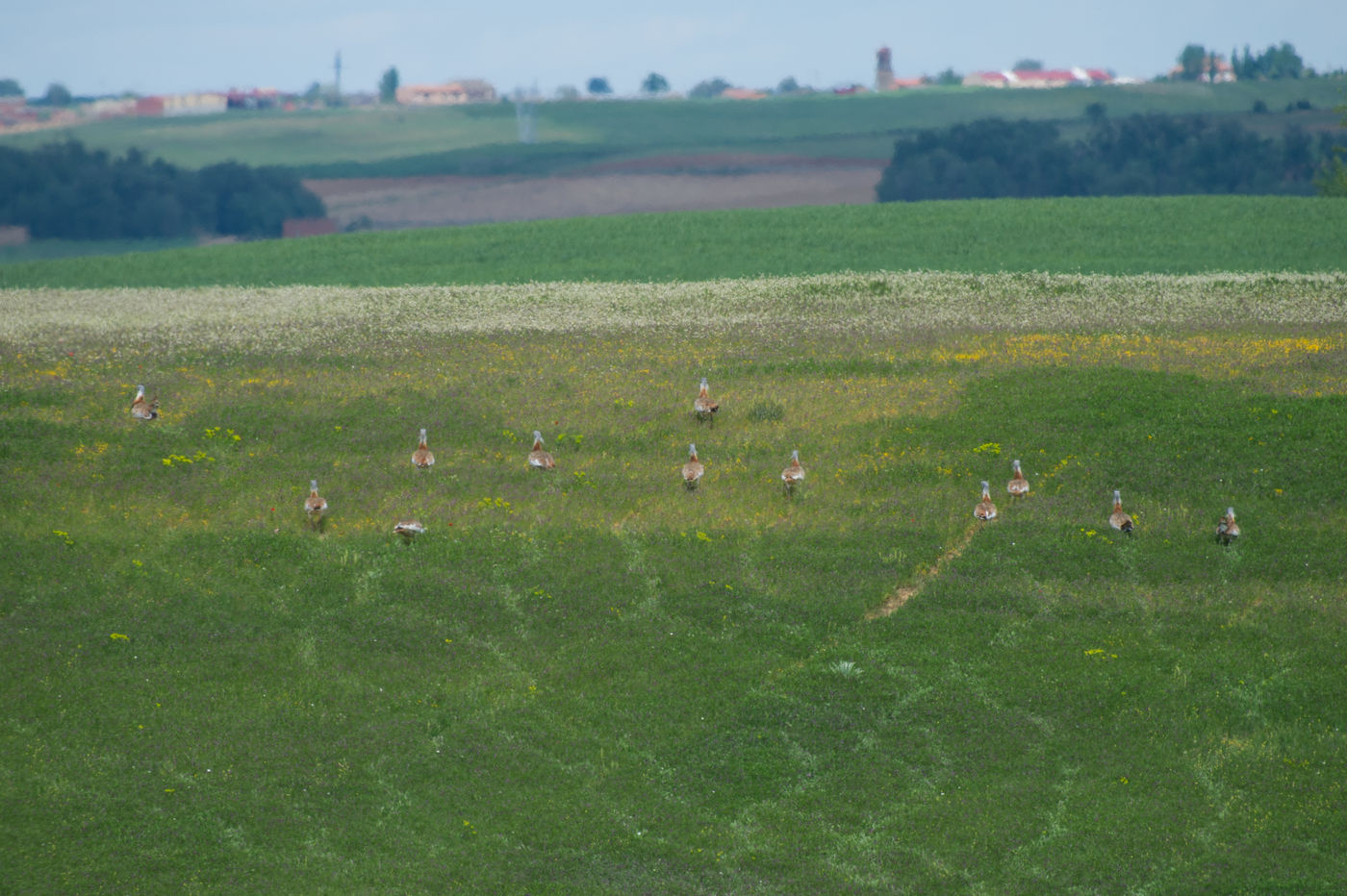 Een groep grote trappen op wandel. © David 'Billy' Herman