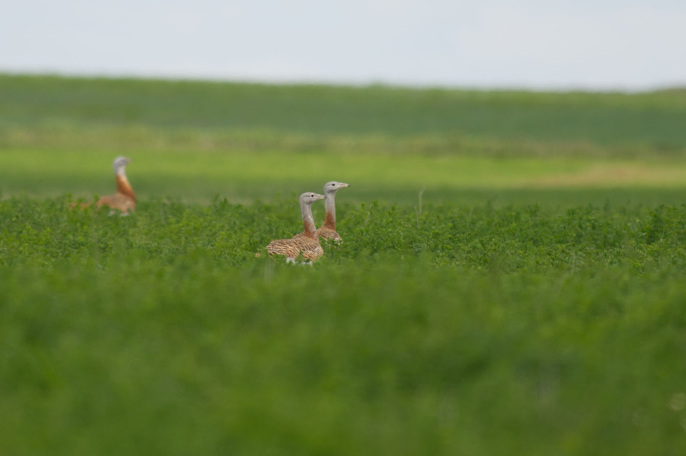 Grote trappen vlakbij! © David 'Billy' Herman