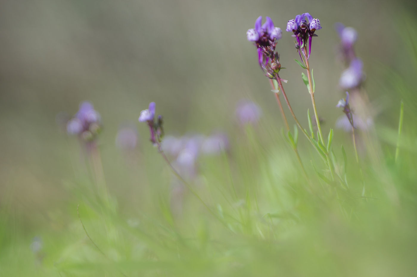 'Blauwe' leeuwenbek - Linaria amethystea © David 'Billy' Herman