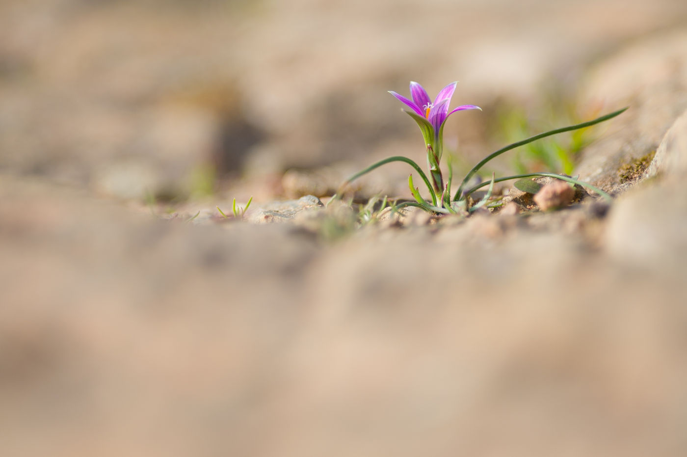 'Wilde' dwergkrokus - Romulea bulbocodium © David 'Billy' Herman