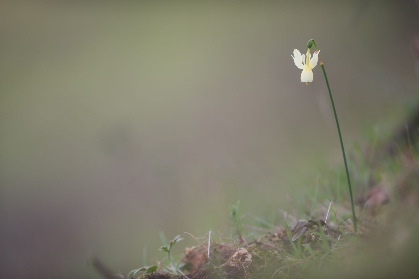 Narcissus triandrus, een wilde narcissoort © David 'Billy' Herman