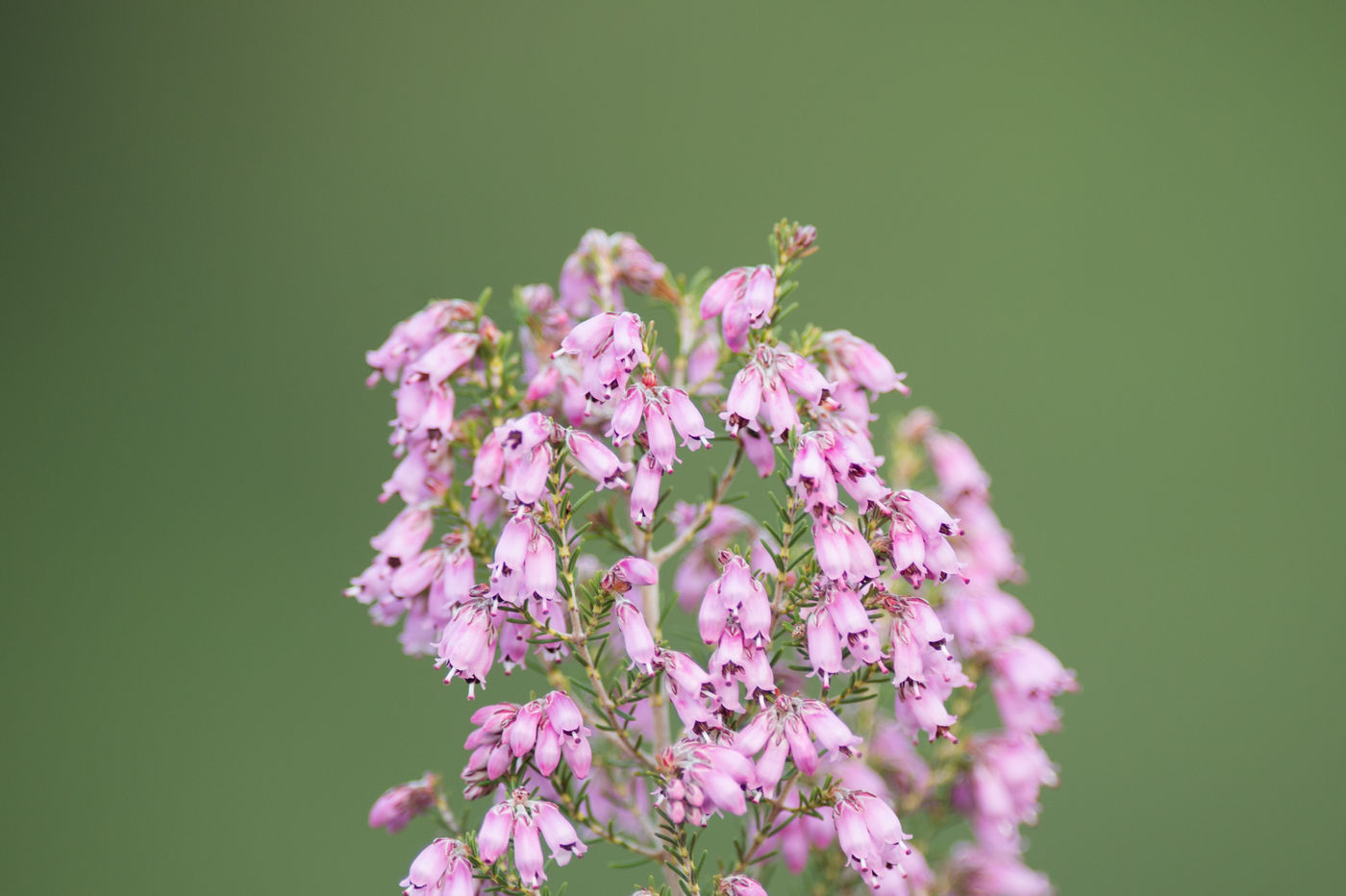 Erica australis, een voorjaarsheide © David 'Billy' Herman