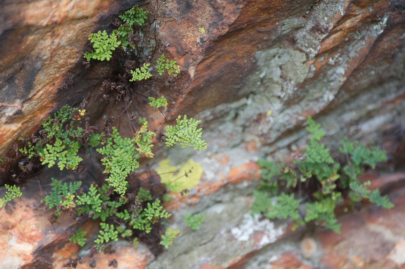 varentje - Cheilanthes pteridoides © David 'Billy' Herman