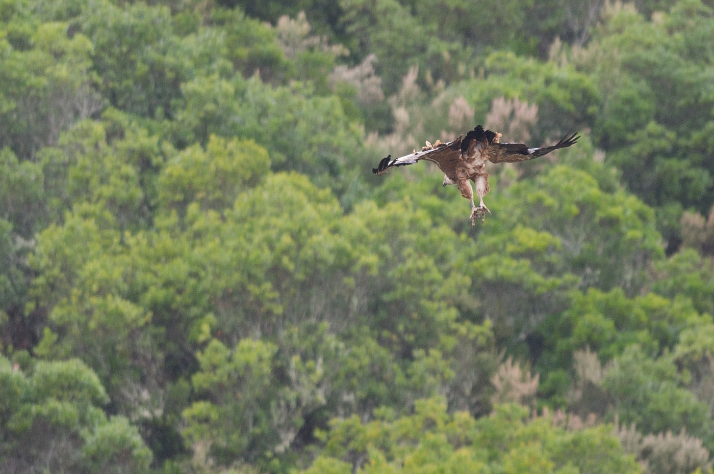 Vale gier zet landing in met hangende poten © David 'Billy' Herman