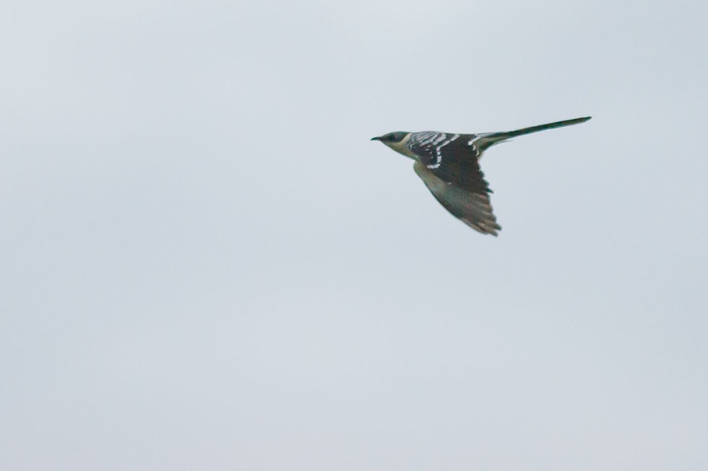 Kuifkoekoek record shot © David 'Billy' Herman