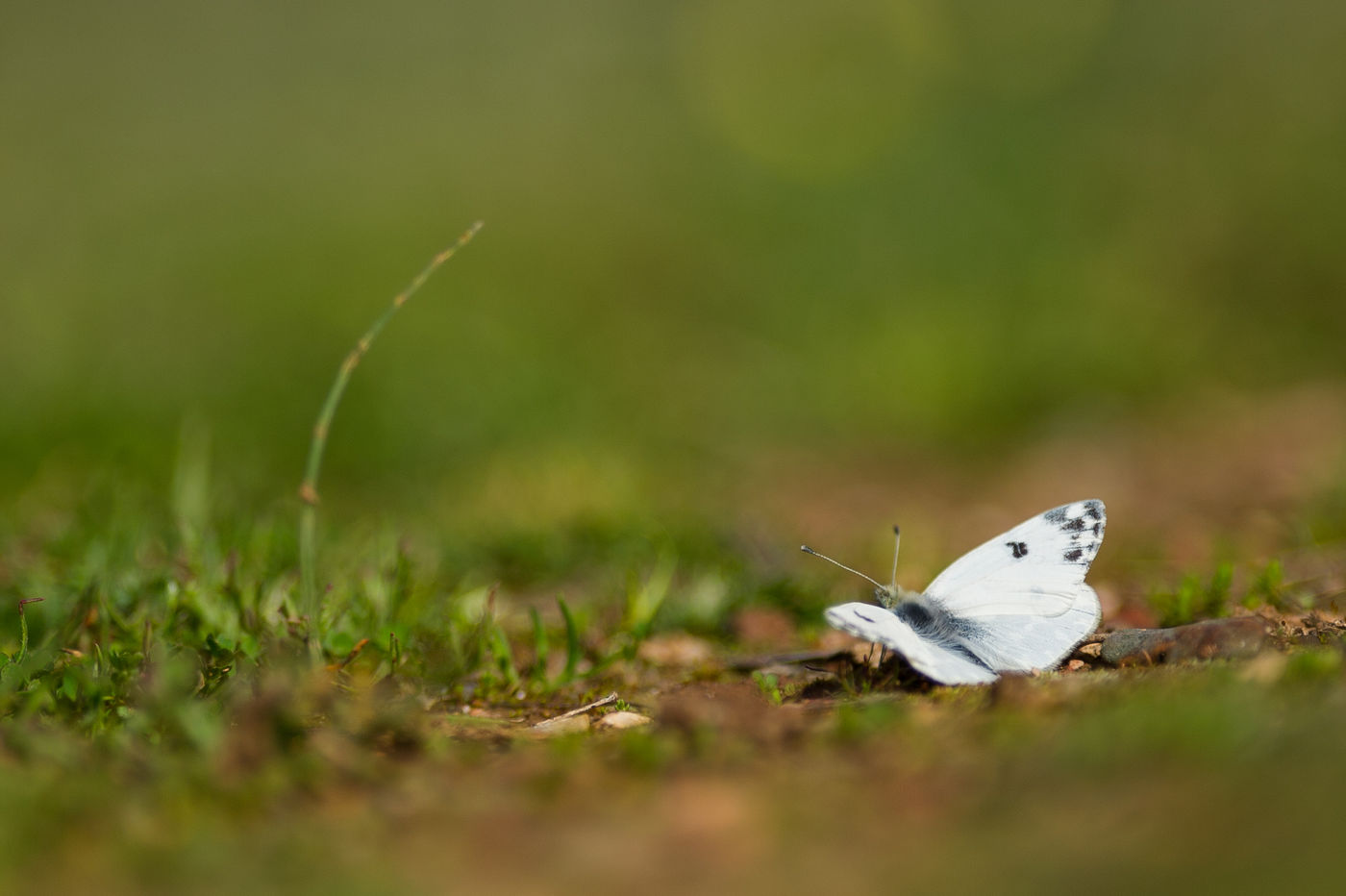 Pontia daplidice © David 'Billy' Herman