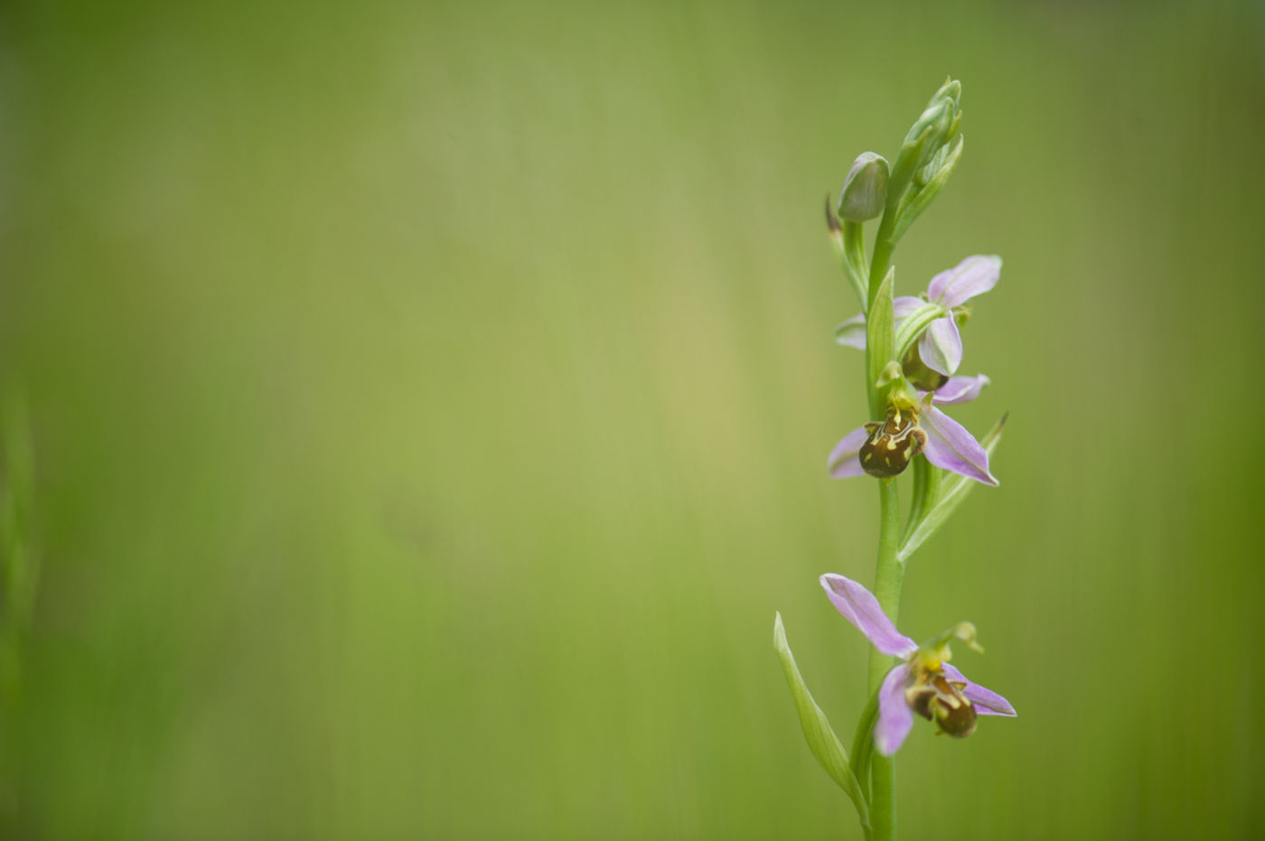DSC_4137 Een mooie bijenorchis. © David 'Billy' Herman