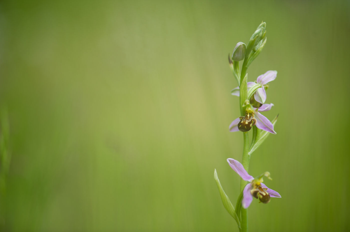 Een mooie bijenorchis. © David 'Billy' Herman 