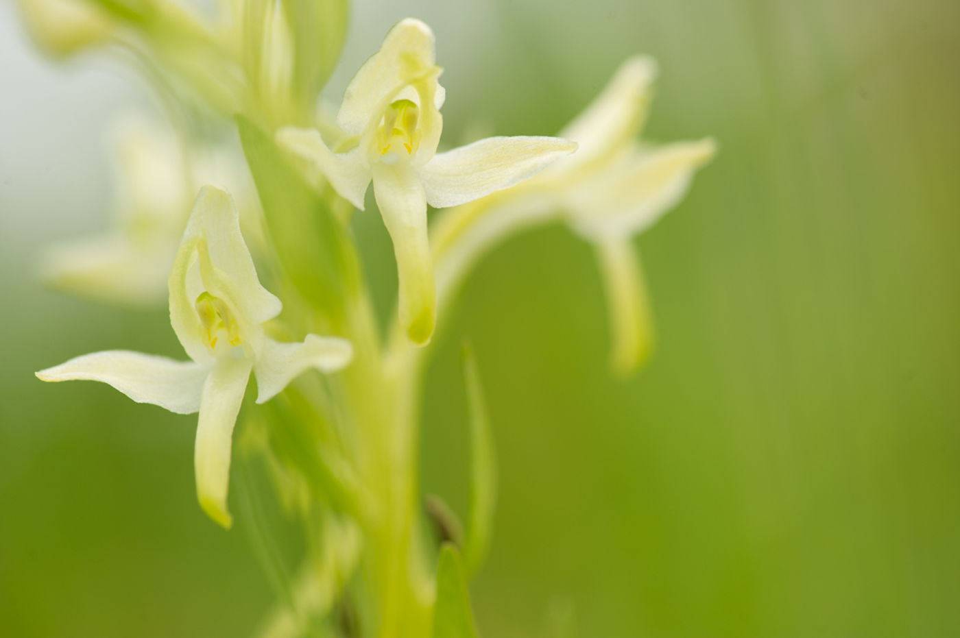 Welriekende nachtorchis. © David 'Billy' Herman