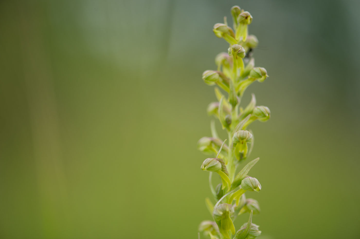 Groene nachtorchis. © David 'Billy' Herman