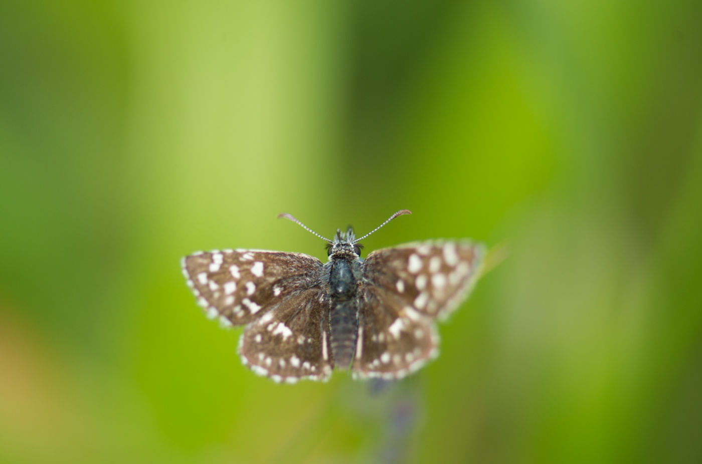 Aardbeivlinder is te herkennen aan de rommelige vlekking op de voorvleugel en de typische ingekeepte vlek op de achtervleugel. © David 'Billy' Herman 