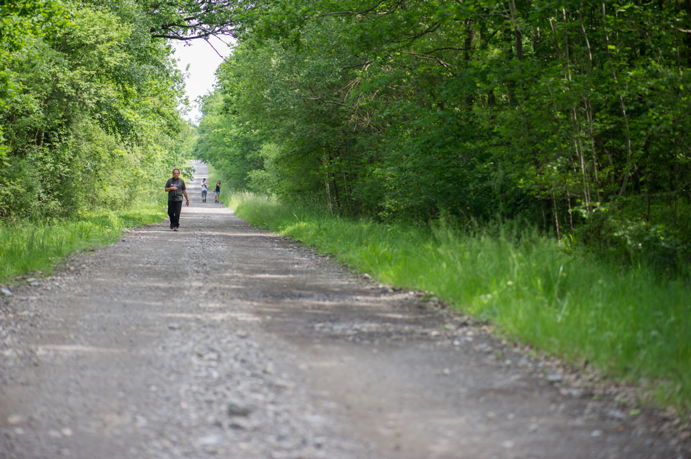 Wandelen langs brede zonbeschenen bospaden levert op! © David 'Billy' Herman 