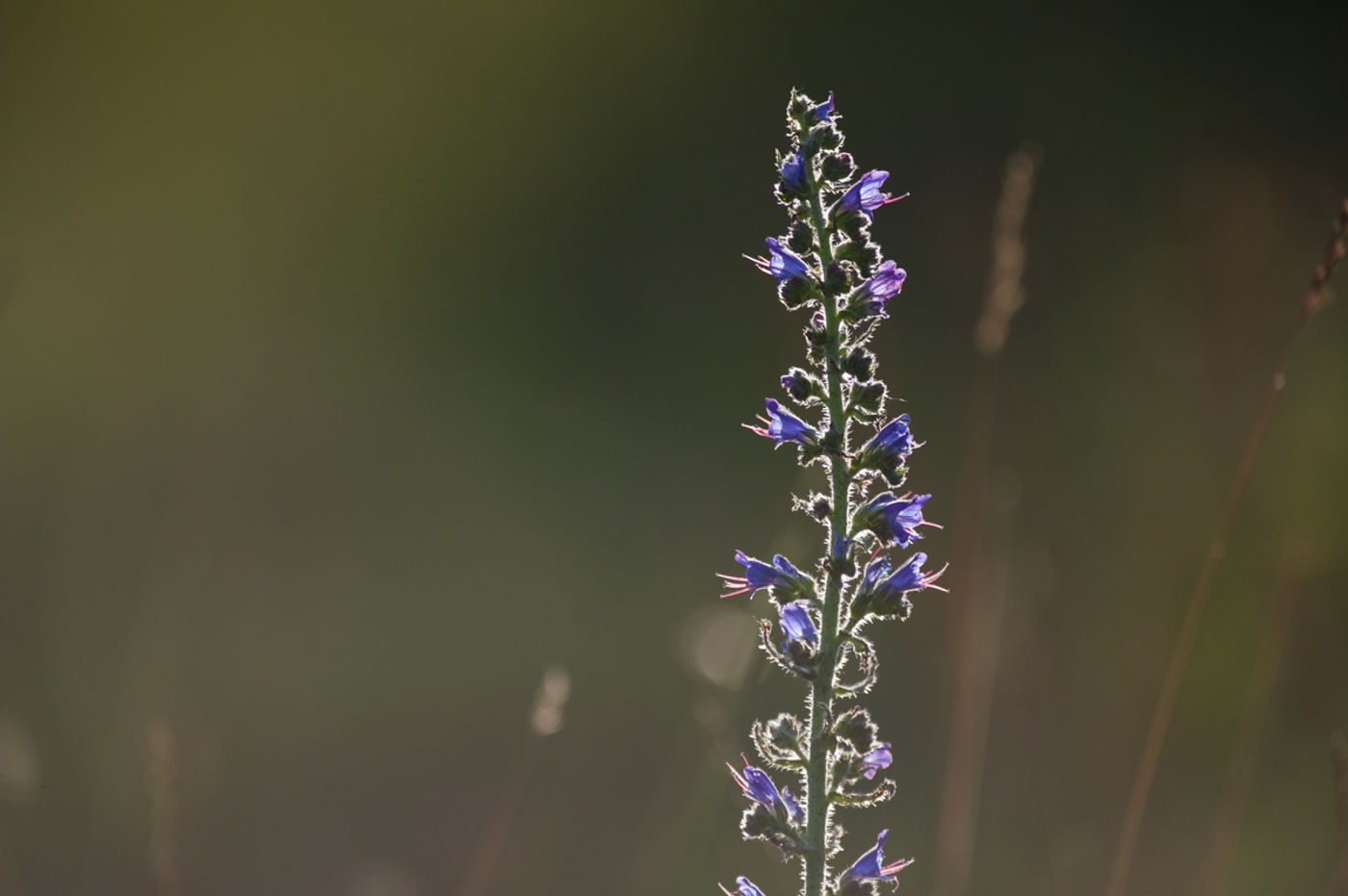 Slangenkruid is een belangrijke nectarplant voor vlinders. © David 'Billy' Herman 