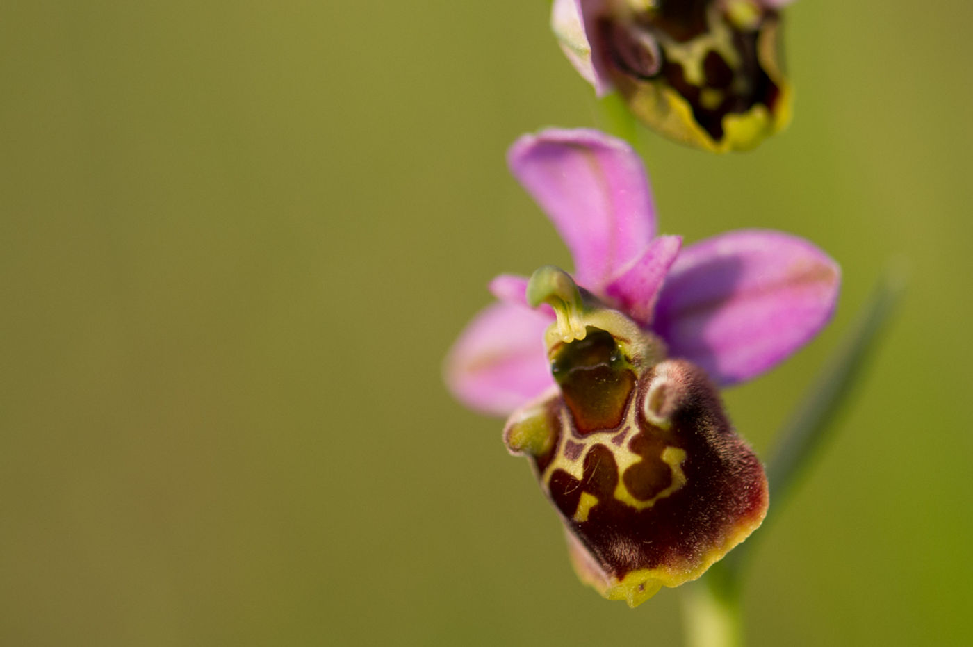 Hommelorchis is een schitterende klassieker. © David 'Billy' Herman 