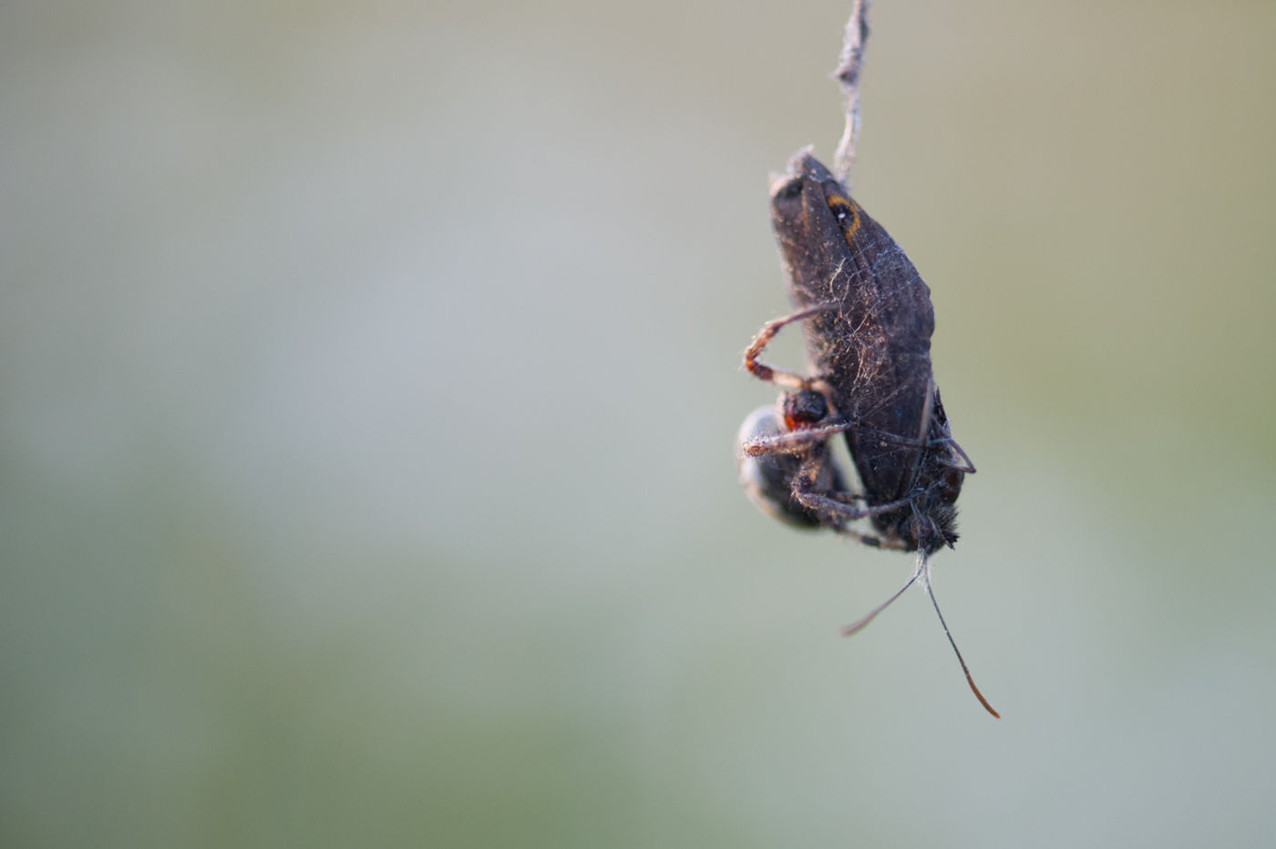 Bruin zandoogje heeft iets minder geluk. © David 'Billy' Herman 