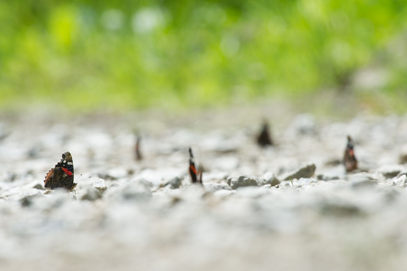 In groep mineralen drinken. © David 'Billy' Herman 