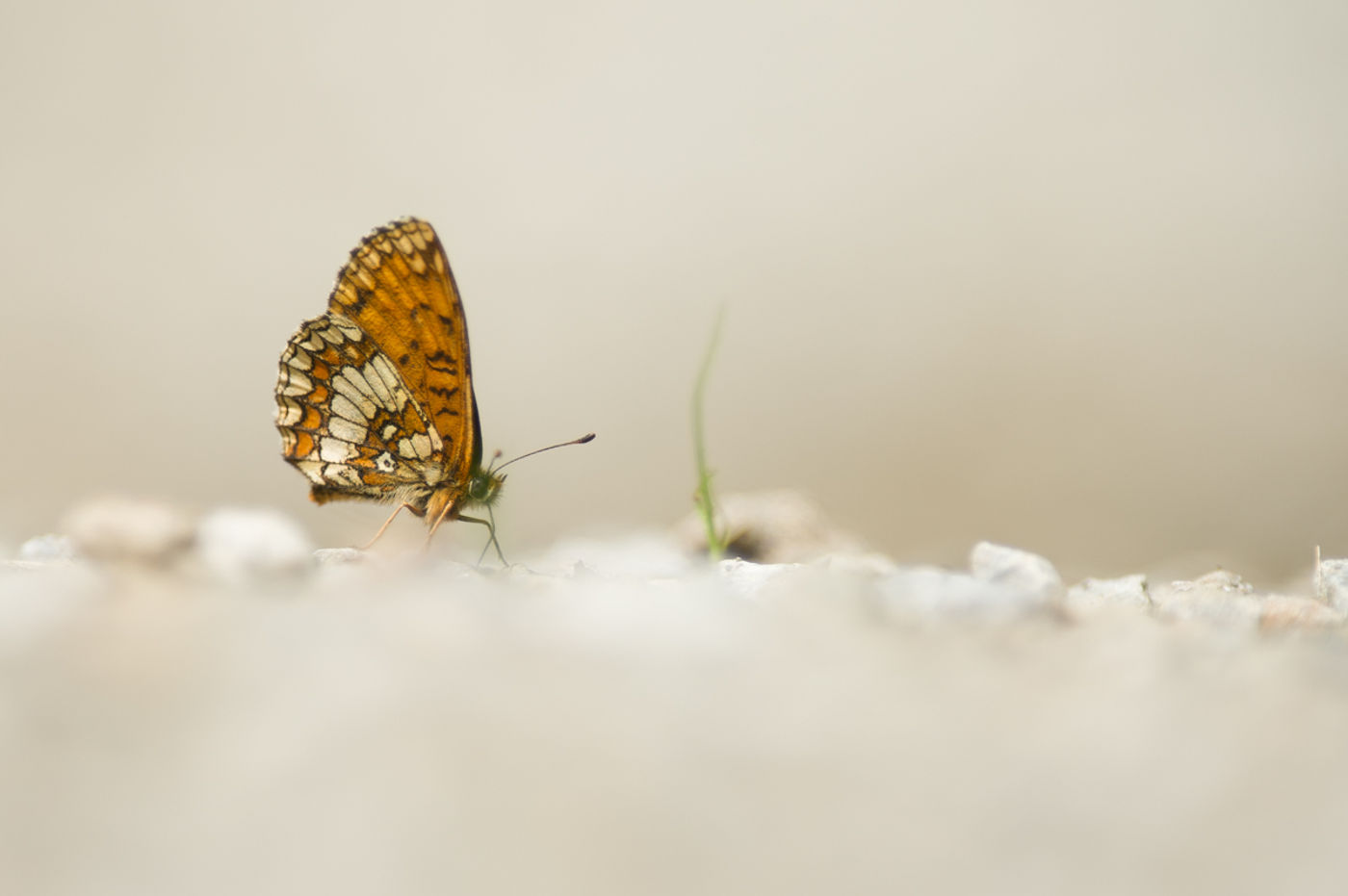 Bosparelmoer 'drinkt' mineralen van de grond. © David 'Billy' Herman 