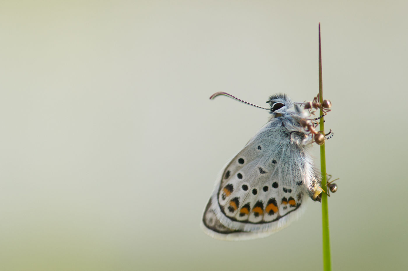 Atypisch heideblauwtje zonder blauwe vlekjes wordt lastig gevallen door mieren. © David 'Billy' Herman