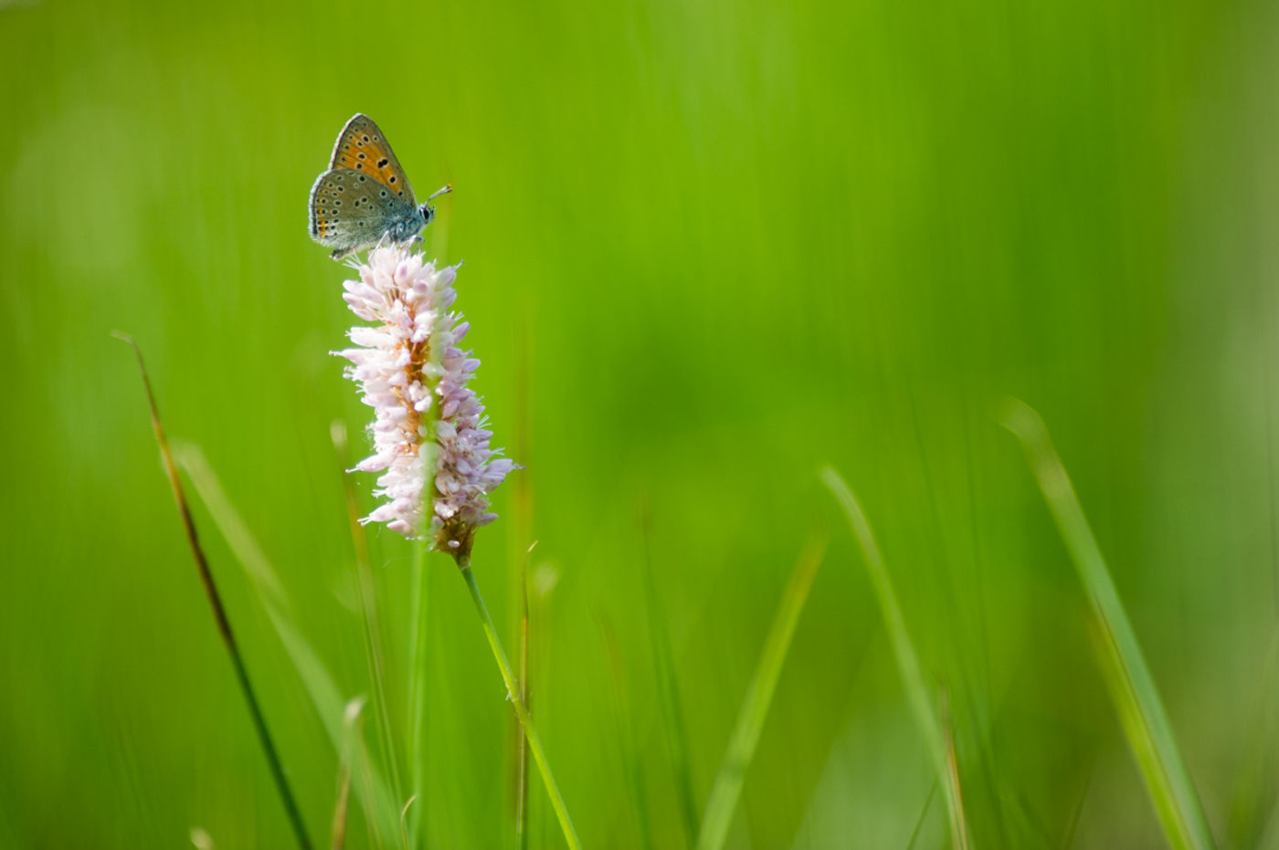 Rode vuurvlinder op de waardplant. © David 'Billy' Herman 