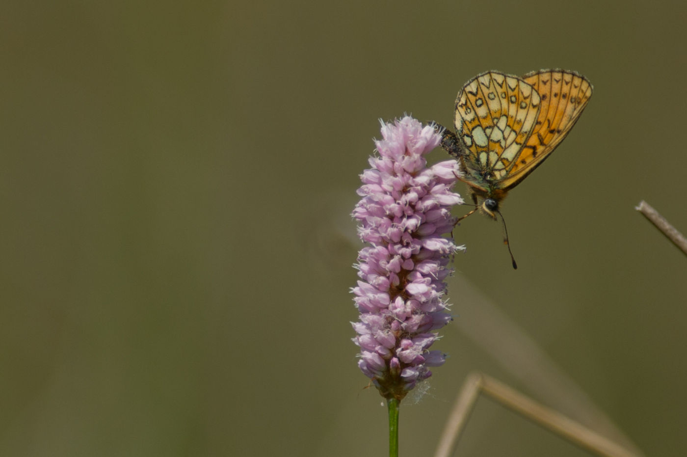 Ringoogparelmoer op zijn waardplant. © David 'Billy' Herman 