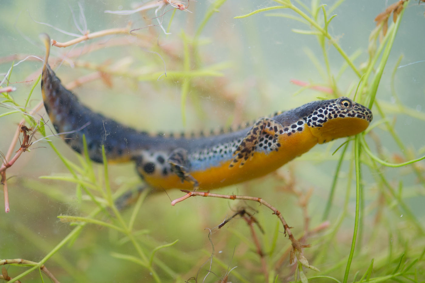 Mannetje Alpenwatersalamander in 'prachtkleed'. © David 'Billy' Herman