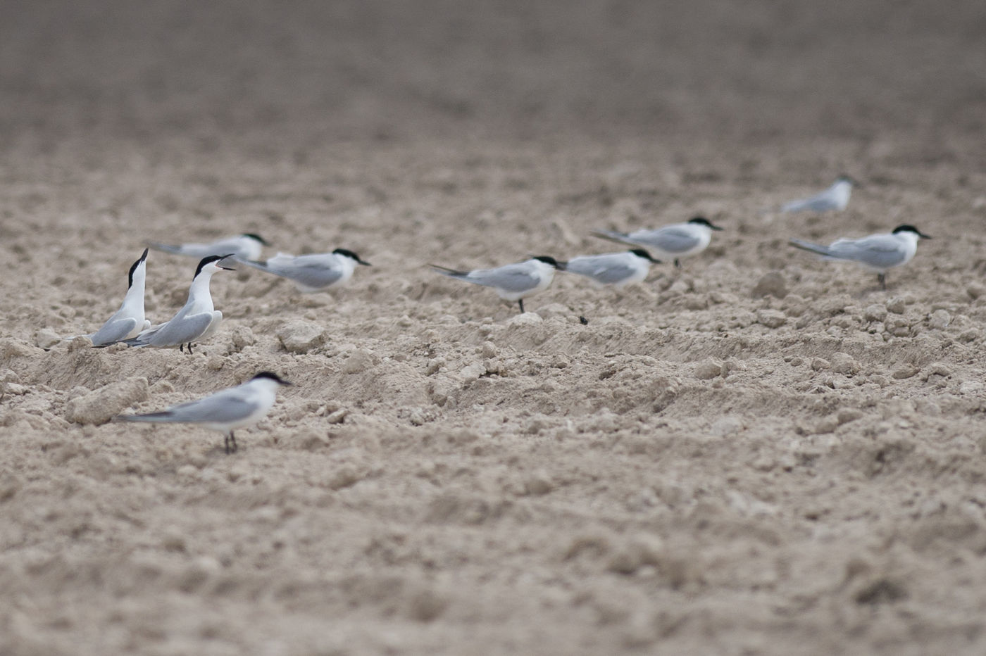 Baltsende Lachsterns. Let op de dikke zwarte snavel en lange poten. © David 'Billy' Herman