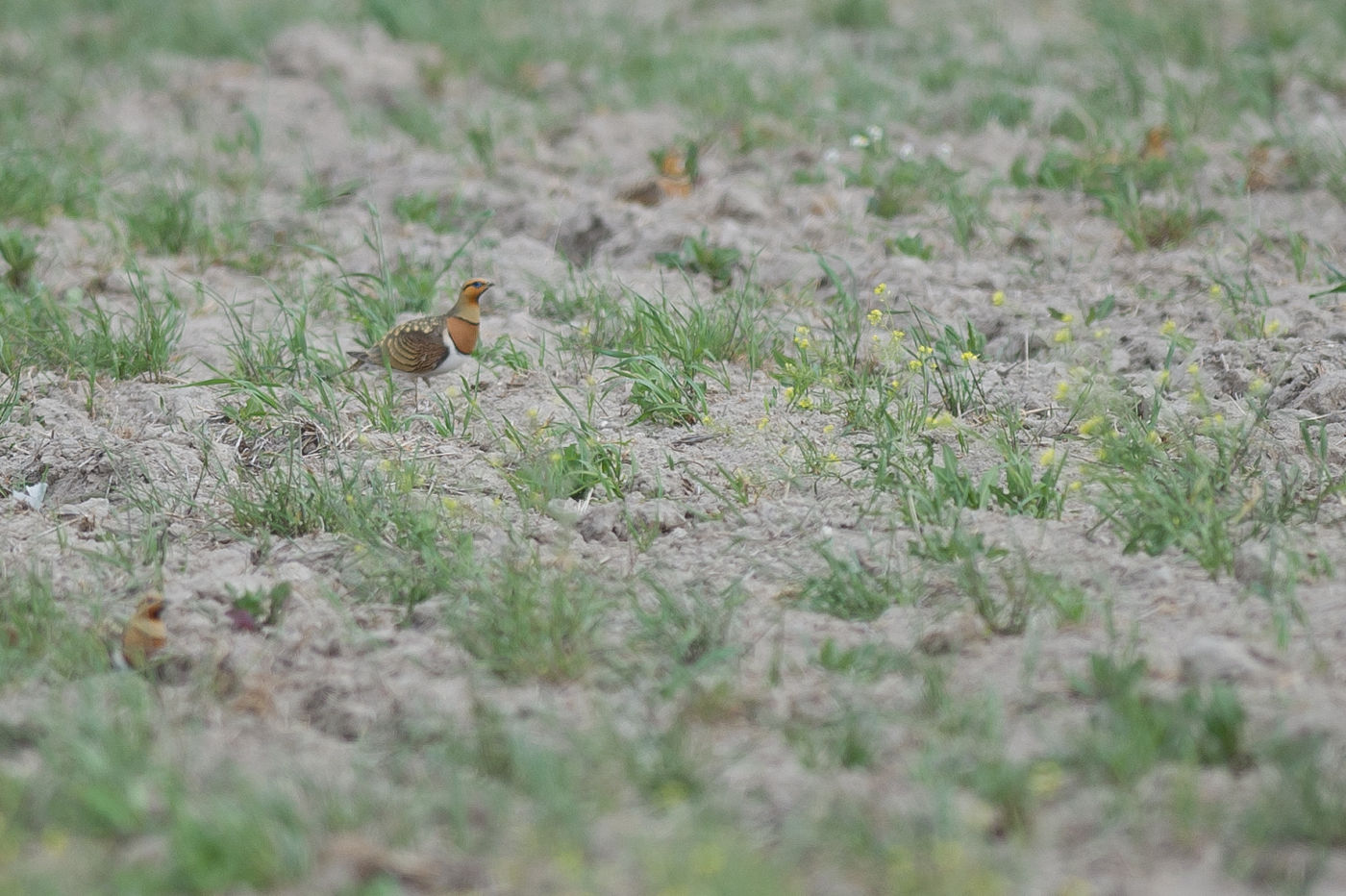 Witbuikzandhoen was al meteen een knaller! Hier een adult mannetje scherp gesteld. © David 'Billy' Herman