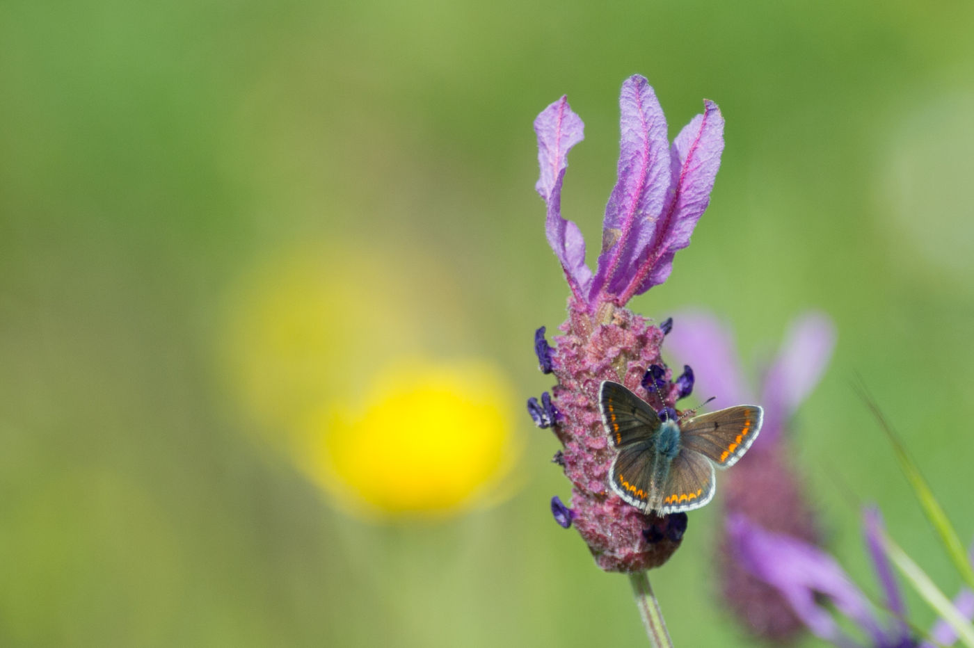 Een bruin blauwtje op kuiflavendel. © David 'Billy' Herman