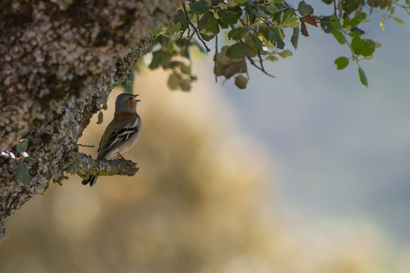 Deze vink zingt in de schaduw. © David 'Billy' Herman