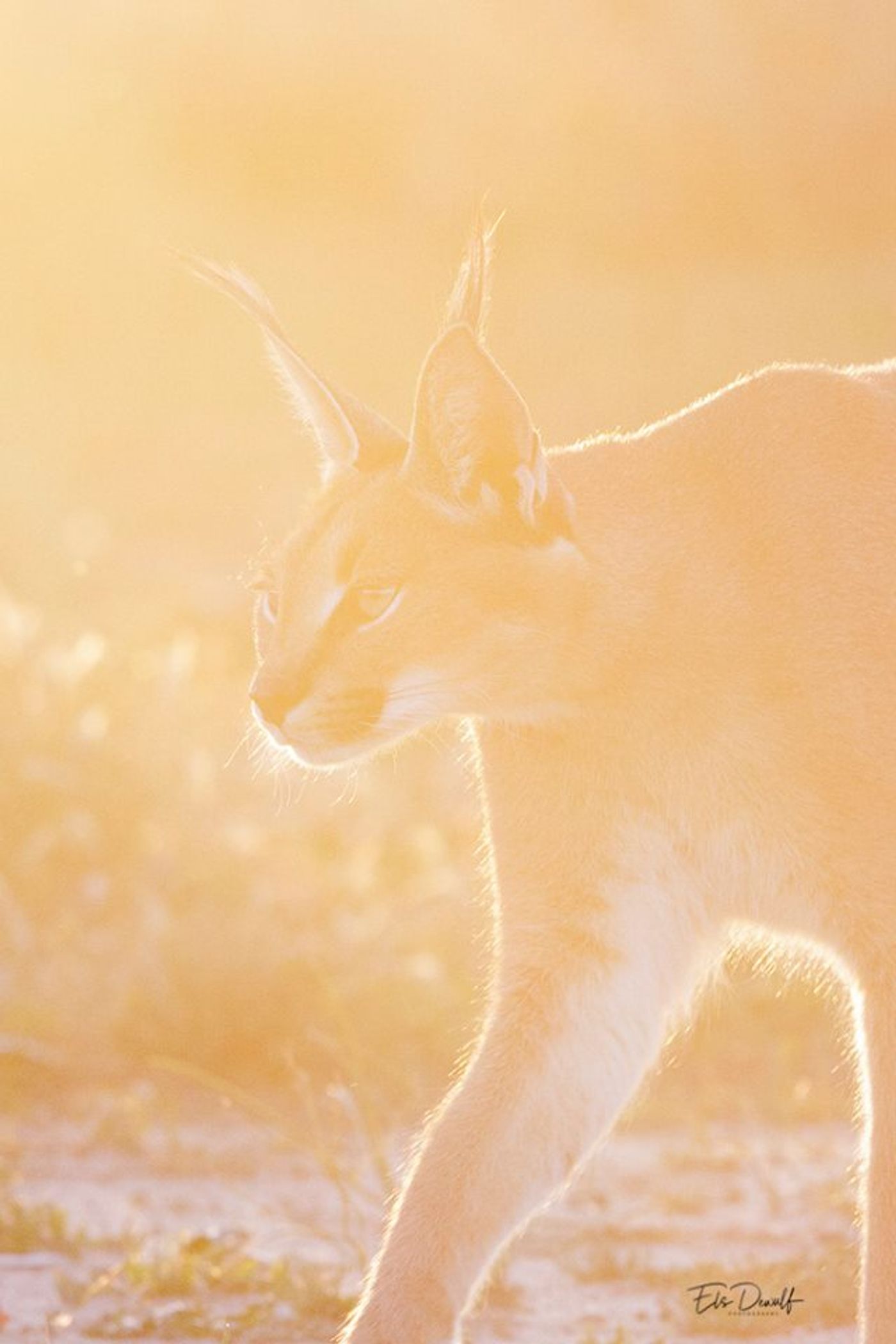 Els Dewulf: mijn STARLING-moment van 2017 is natuurlijk de volledige Namibië-reis met Jeffrey Van Daele. Van begin tot eind een fantastische ervaring met een blij weerzien van lieve Misty. © Els Dewulf 