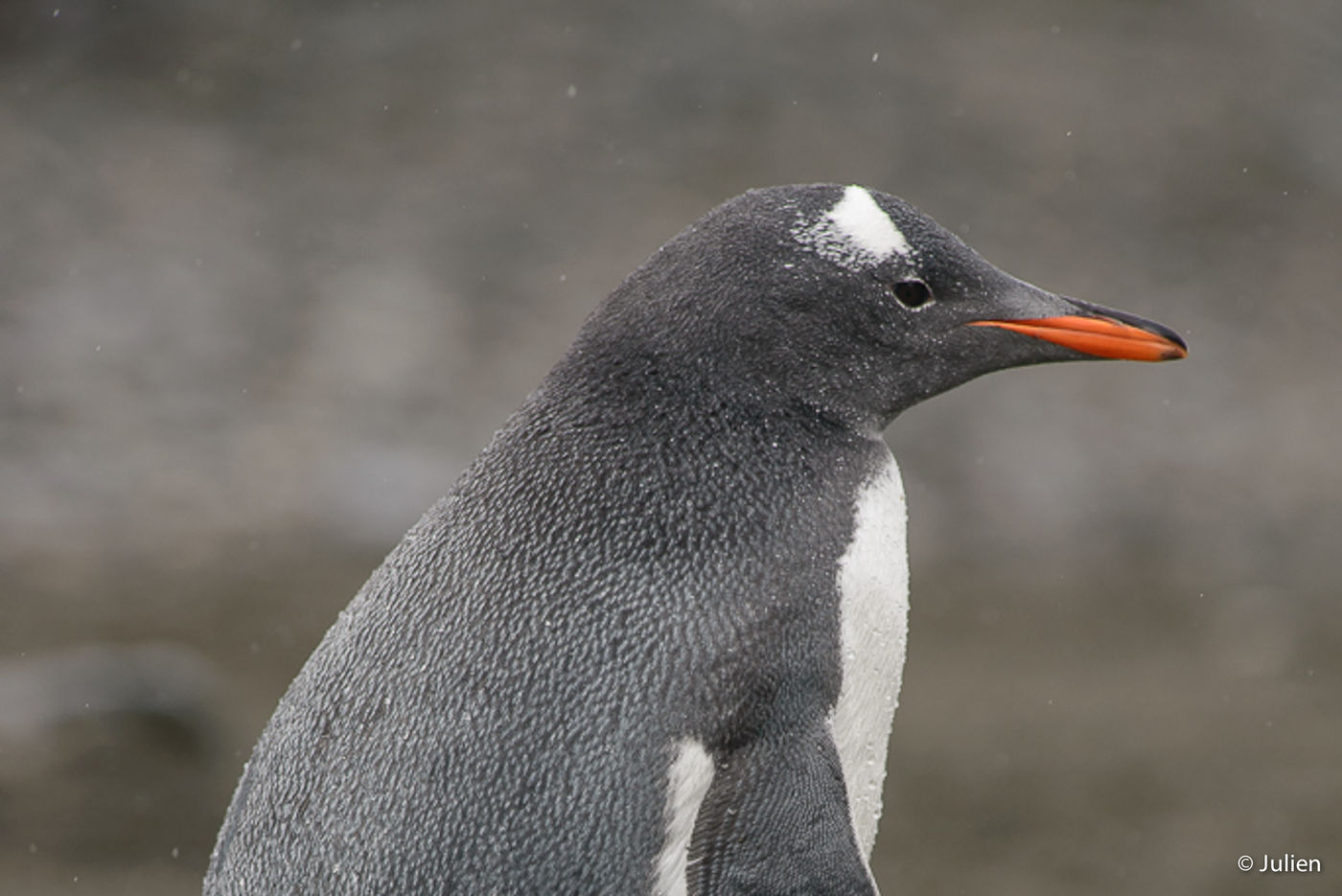 Gentoo penguin. © Julien Herremans