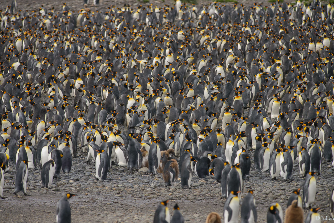 Kolonie king penguins. © Julien Herremans