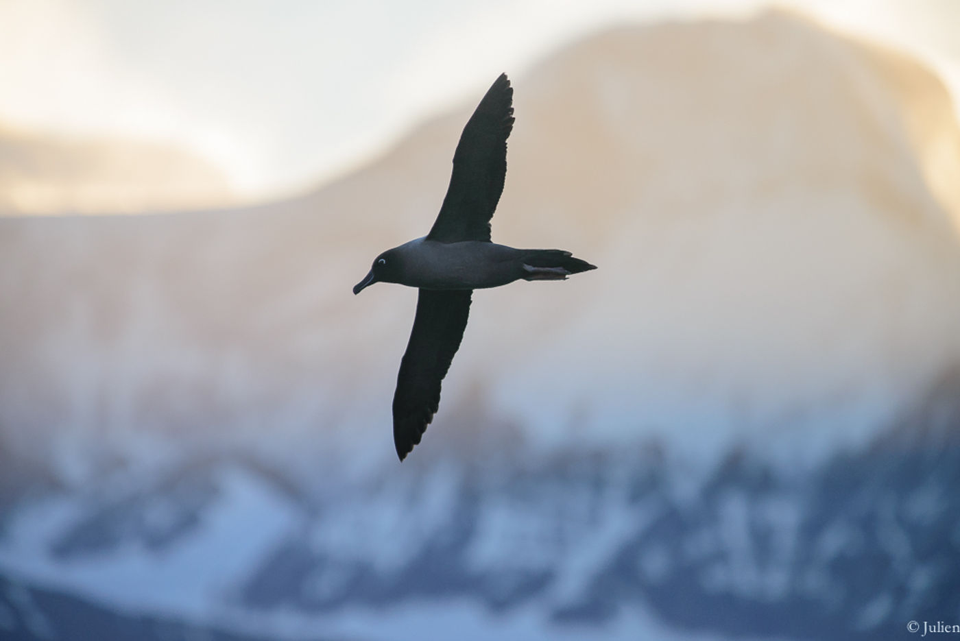 Light-mantled albatross. © Julien Herremans