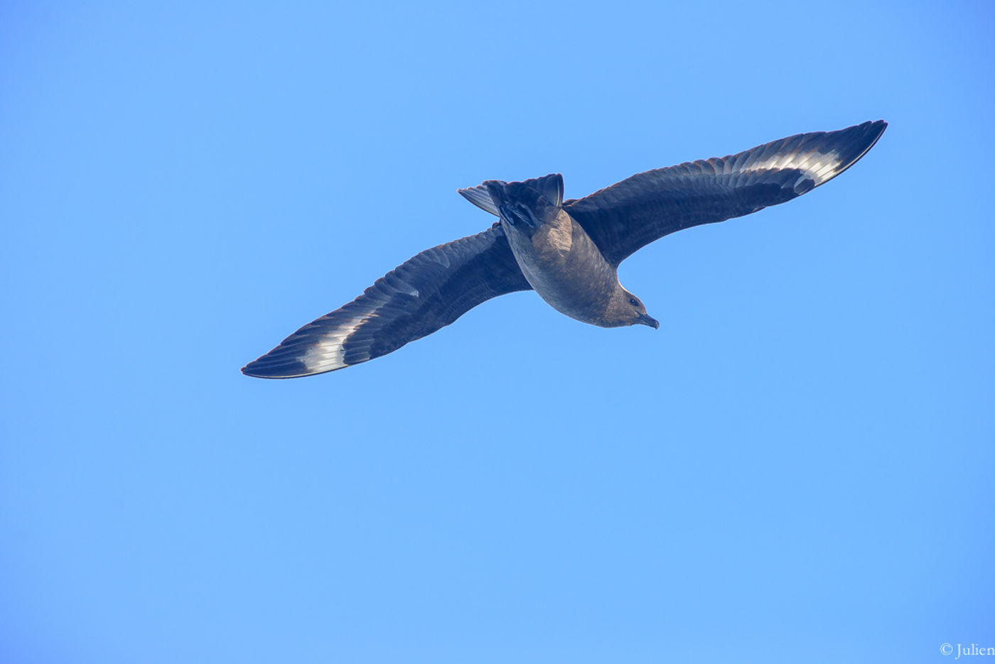 South polar skua. © Julien Herremans