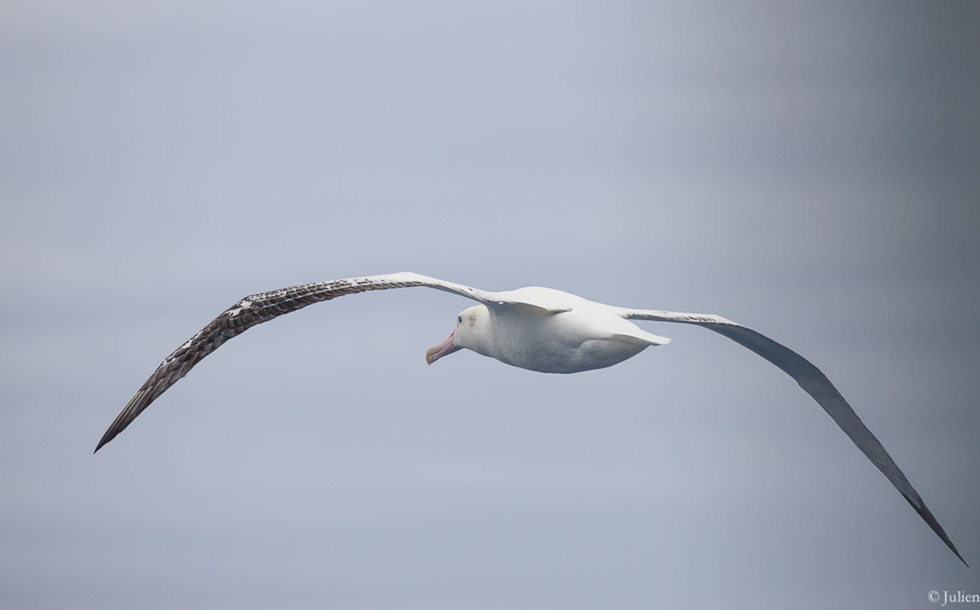 Southern royal albatross. © Julien Herremans